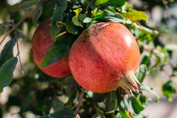 Pomegranate on the tree