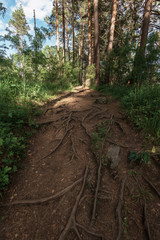 Tree roots in the forest, beauty summer landcape