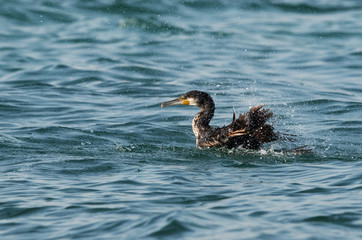 The Great Cormorant bathing, Bahrain