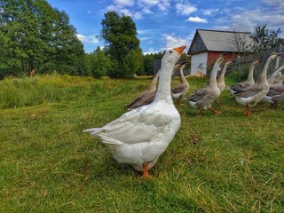 ducks on the grass