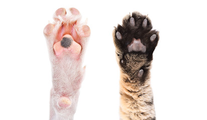 Two paws of dog and cat together isolated on white background