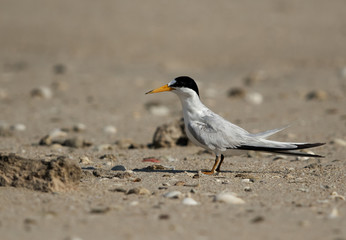 Saunders tern at Busaiteen coast, Bahrain 