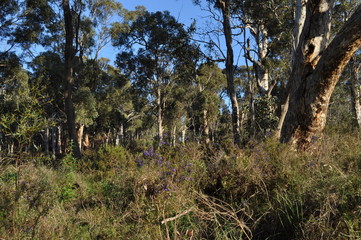 Fototapeta na wymiar Australian bush and wildflowers in spring, Whistlepipe Gully Walk, Mundy Regional Park, Kalamunda, Western Australia, Australia