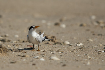 Saunders tern at Busaiteen coast, Bahrain 