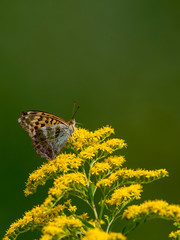 Little butterfly sits on a blossom in front of green blurred background