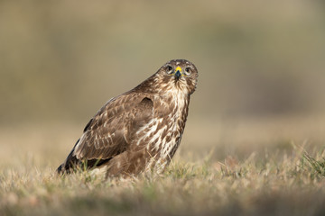 Common buzzard, Buteo buteo