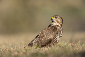 Common buzzard, Buteo buteo