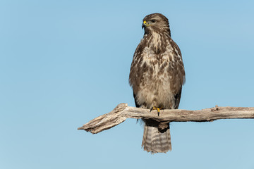 Common buzzard, Buteo buteo