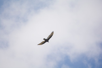 pájaro volando libre sobre el cielo