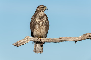 Common buzzard, Buteo buteo