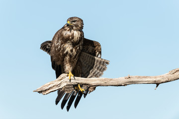 Common buzzard, Buteo buteo