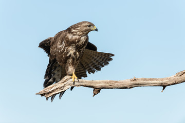 Common buzzard, Buteo buteo