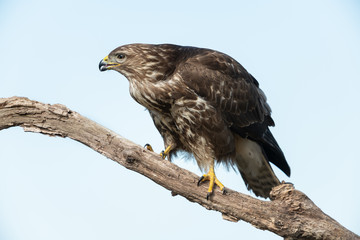 Common buzzard, Buteo buteo