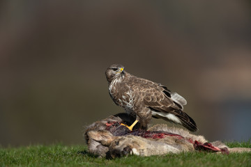 Common buzzard, Buteo buteo