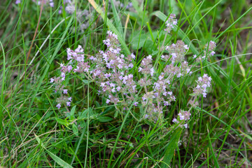 Thyme bush in a meadow among grass in summer afternoon close-up.