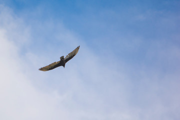 pájaro volando libre sobre el cielo