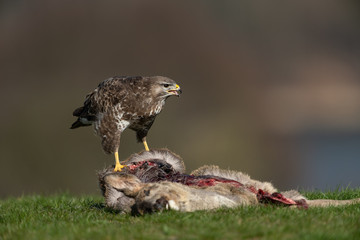 Common buzzard, Buteo buteo