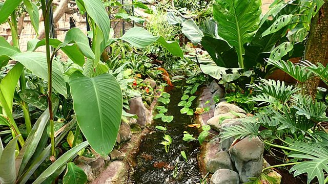 Organery River garden in Zoo HD Video Footage for your Project