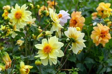 Blooming yellow and orange dahlias in the garden.