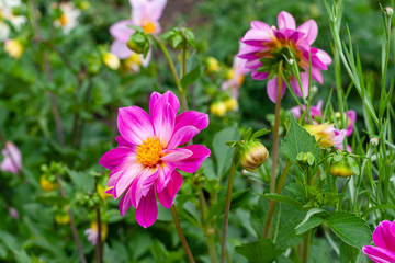 Blooming pink dahlias in the garden.