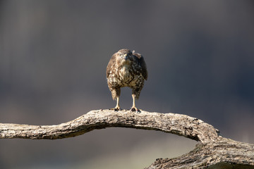 Common buzzard, Buteo buteo