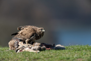 Common buzzard, Buteo buteo