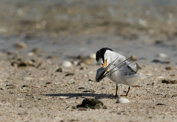 Saunders tern preening, Bahrain 