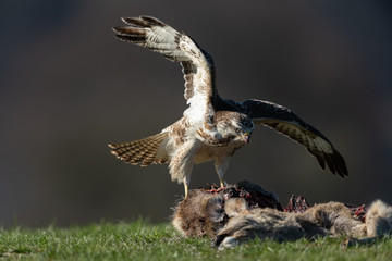 Common buzzard, Buteo buteo