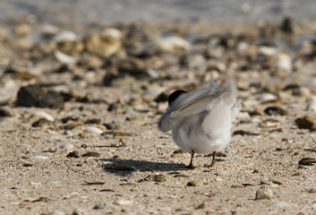 Saunders tern preening, Bahrain 