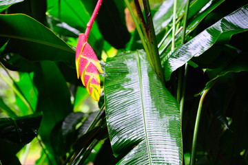 colorful blossom of the Seychelles