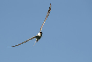 Lesser crested tern in flight, Bahrain 