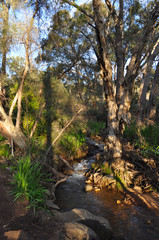 Fototapeta na wymiar Fresh water creek and eucalyptus trees, Whistlepipe Gully Walk, Mundy Regional Park, Kalamunda, Western Australia, Australia