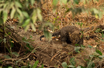 Leopard cubs playing in front of their den at Masai Mara, Kenya