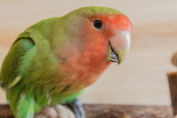 a lovebird roseicollis enjoying its playground