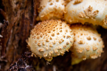 Mushroom Detail