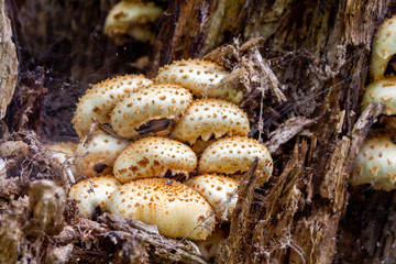 Tree Mushrooms