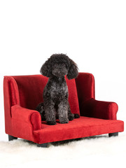 Black toy poodle posing in studio with white background. The dog is on red sofa.
