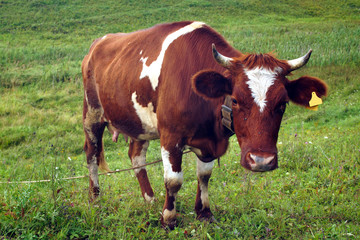In the summer, a brown cow eats green grass in the meadow.