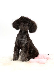 Black toy poodle posing in studio with white background.