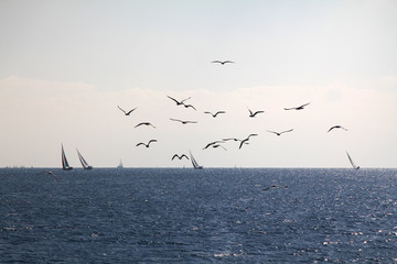 Sailing ship yachts with white sails in race the regatta in the open sea and birds.