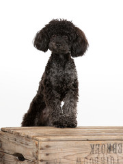 Black toy poodle posing in studio with white background.