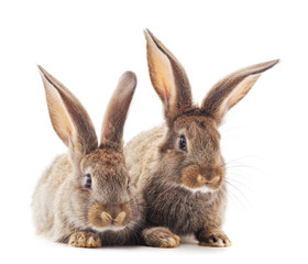 Fototapeta na wymiar Two little rabbits.