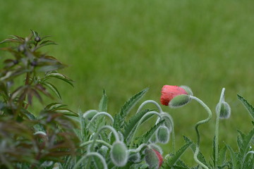 czerwony kwiatek