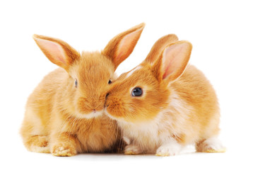 Fototapeta premium Two little rabbits.