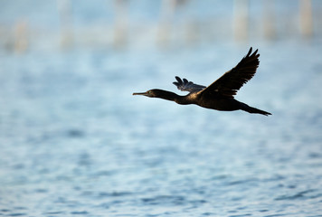 Socotra cormorant  in flight, Bahrain