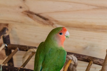 a lovebird roseicollis enjoying its playground