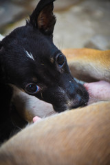 dog in front of window