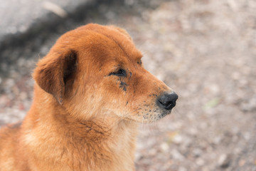 Close-up background view of the dog, with a playful character and likes to play with the owner, with blurred movements while waiting for food. 