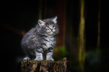 Naklejka na ściany i meble Close-up an adorable blue tabby small kitten looking up in garden with soft light background. Gray Maincoon cat in forest daytime lighting.