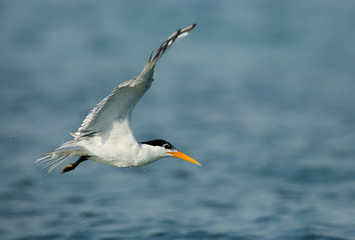 Fototapeta na wymiar Greater crested tern flying, Bahrain 